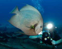 Angelfish, photographer, and slave strobe. D70, 10.5 mm f... by David Heidemann 